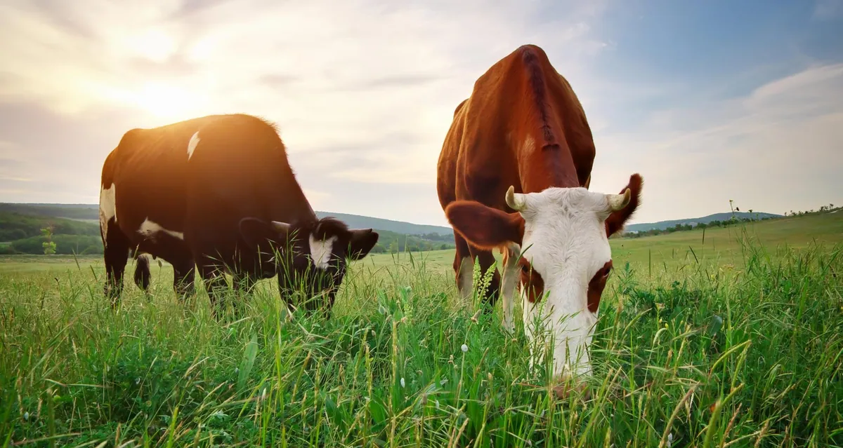 Setting Up a Grass Fed Beef Farm