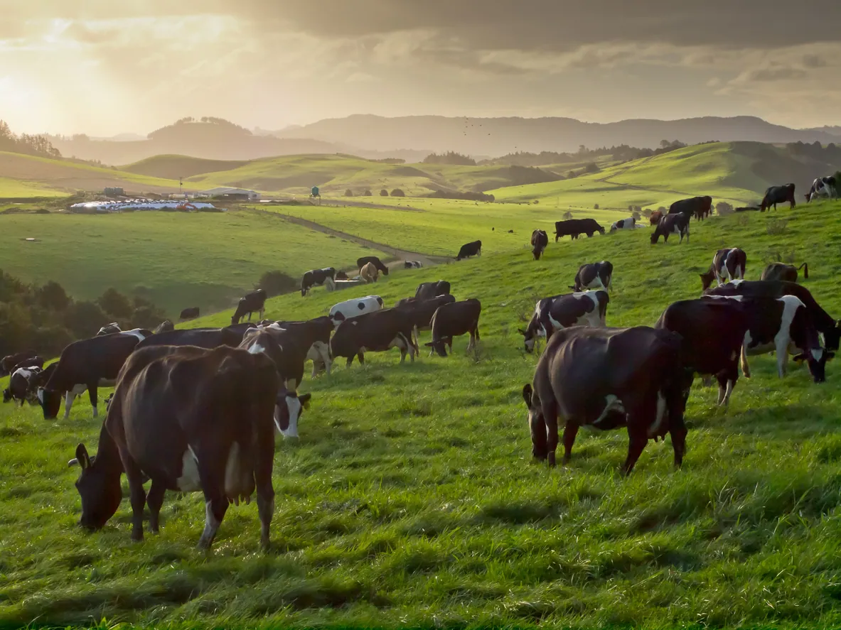 Best Forage Grasses for Raising Cattle