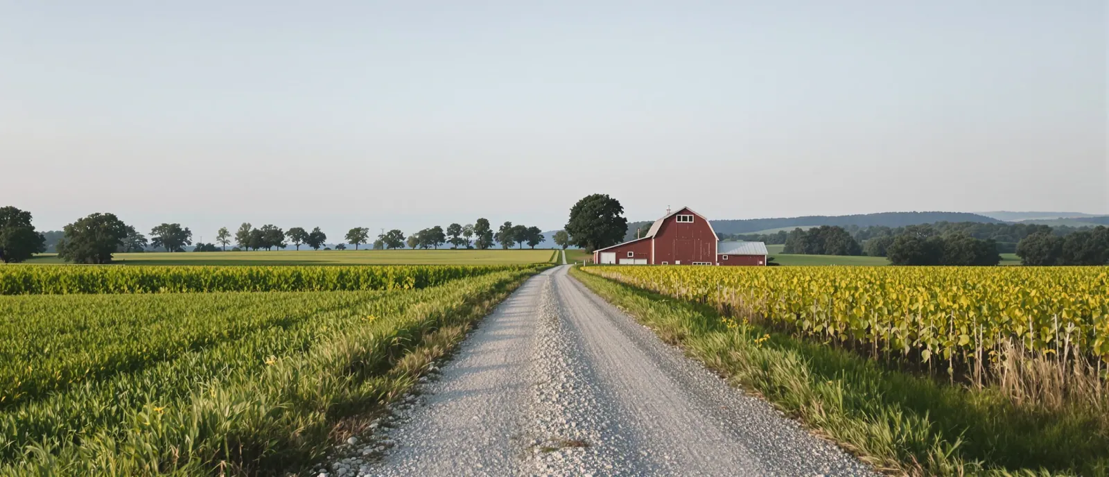 A wide view of a US farm in early morning light, a gravel lane between pasture and a row-crop field, a barn and tree line in the distance