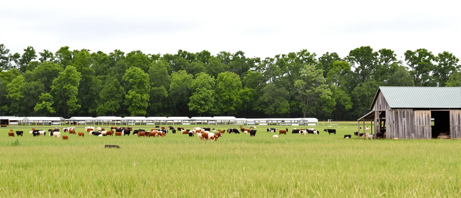 A mixed herd of cattle and sheep grazing a green pasture in front of portable poultry shelters and a hardwood tree line.