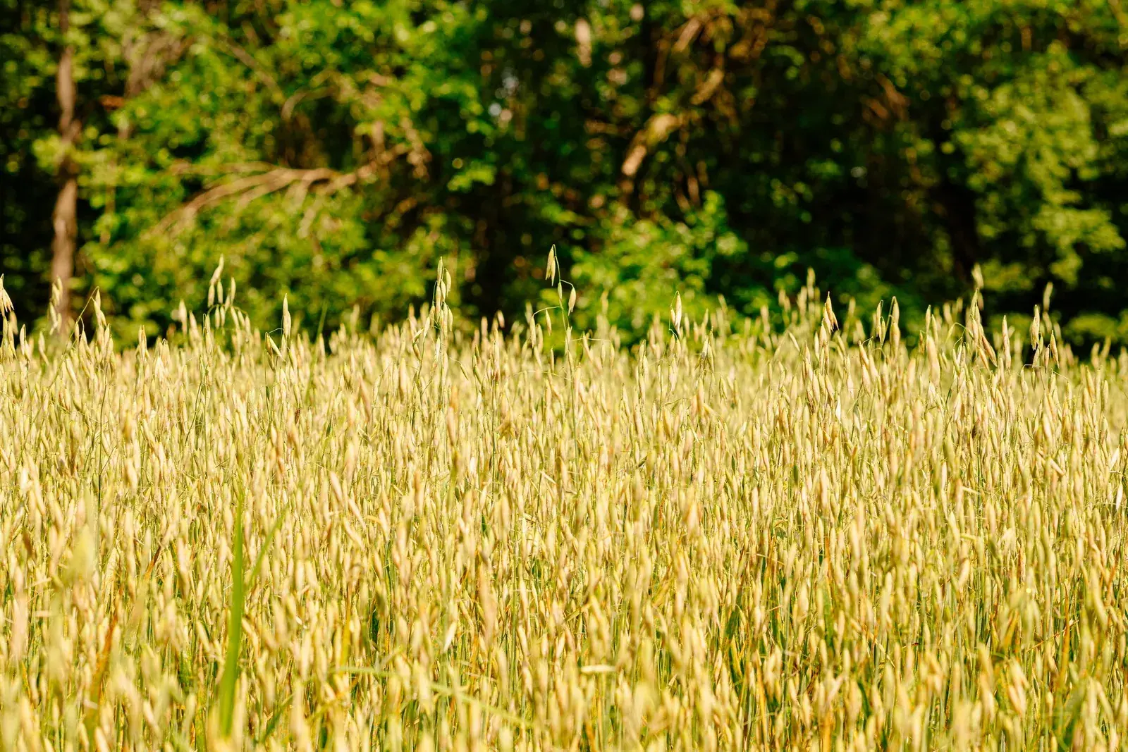 A field of ripening small grain in front of a dense green tree line.