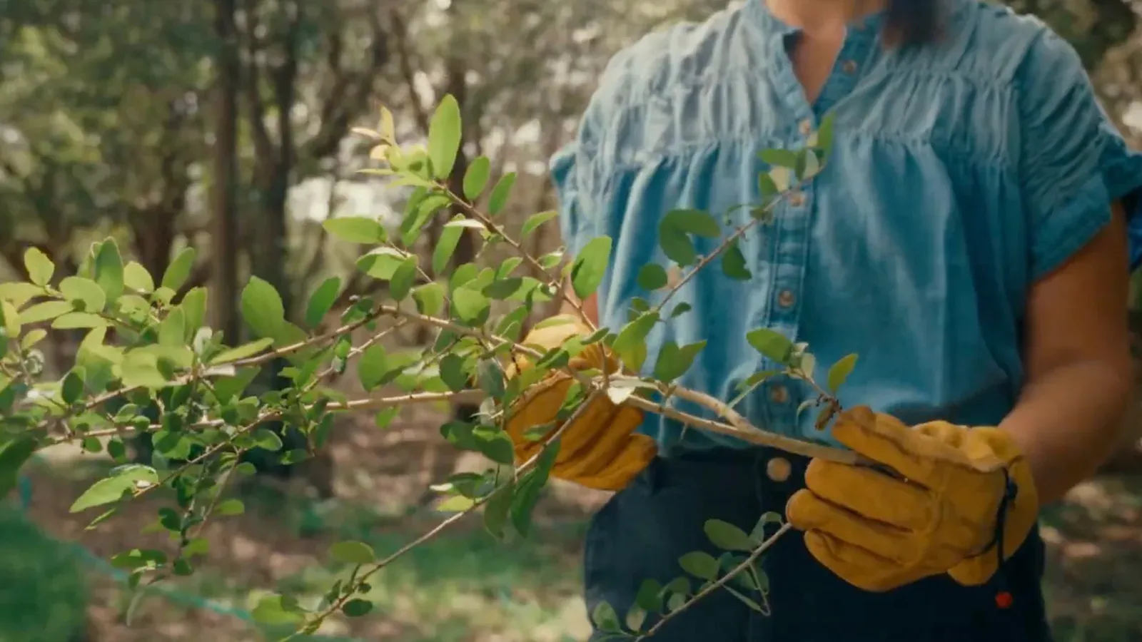 A person in work gloves holds a freshly cut branch of yaupon with bright green leaves, woodland behind.