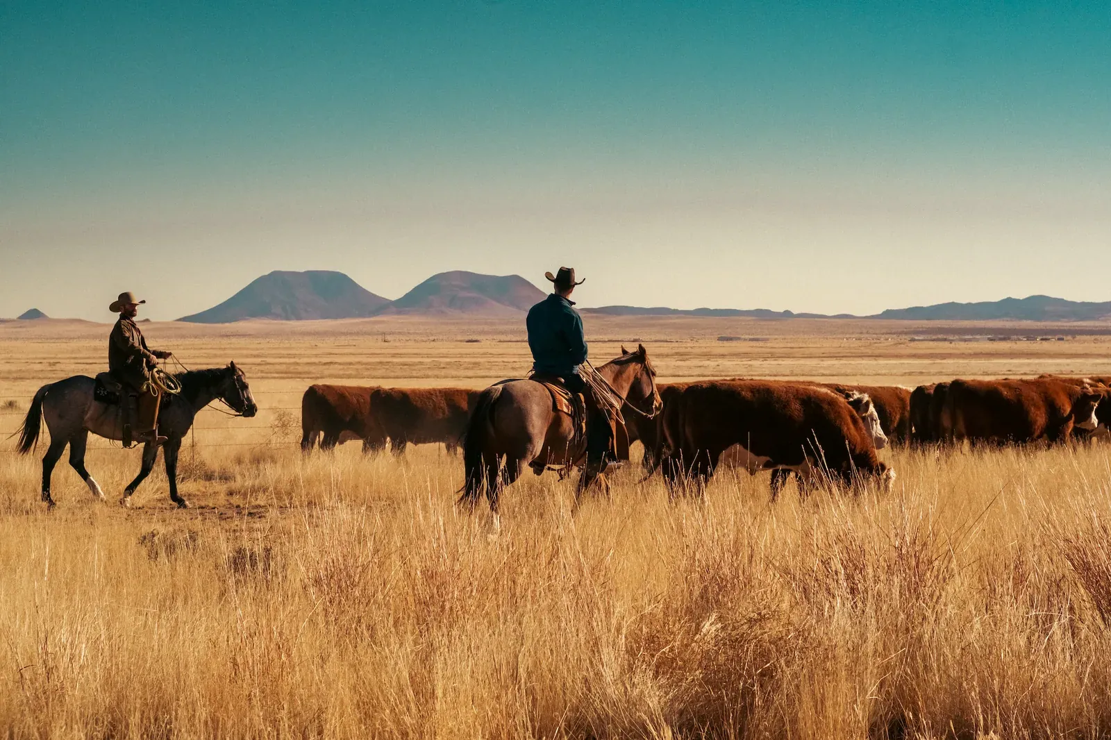 Two riders on horseback drive red and white-faced cattle through tall golden grass on the Marfa grasslands, with mountains on the horizon.