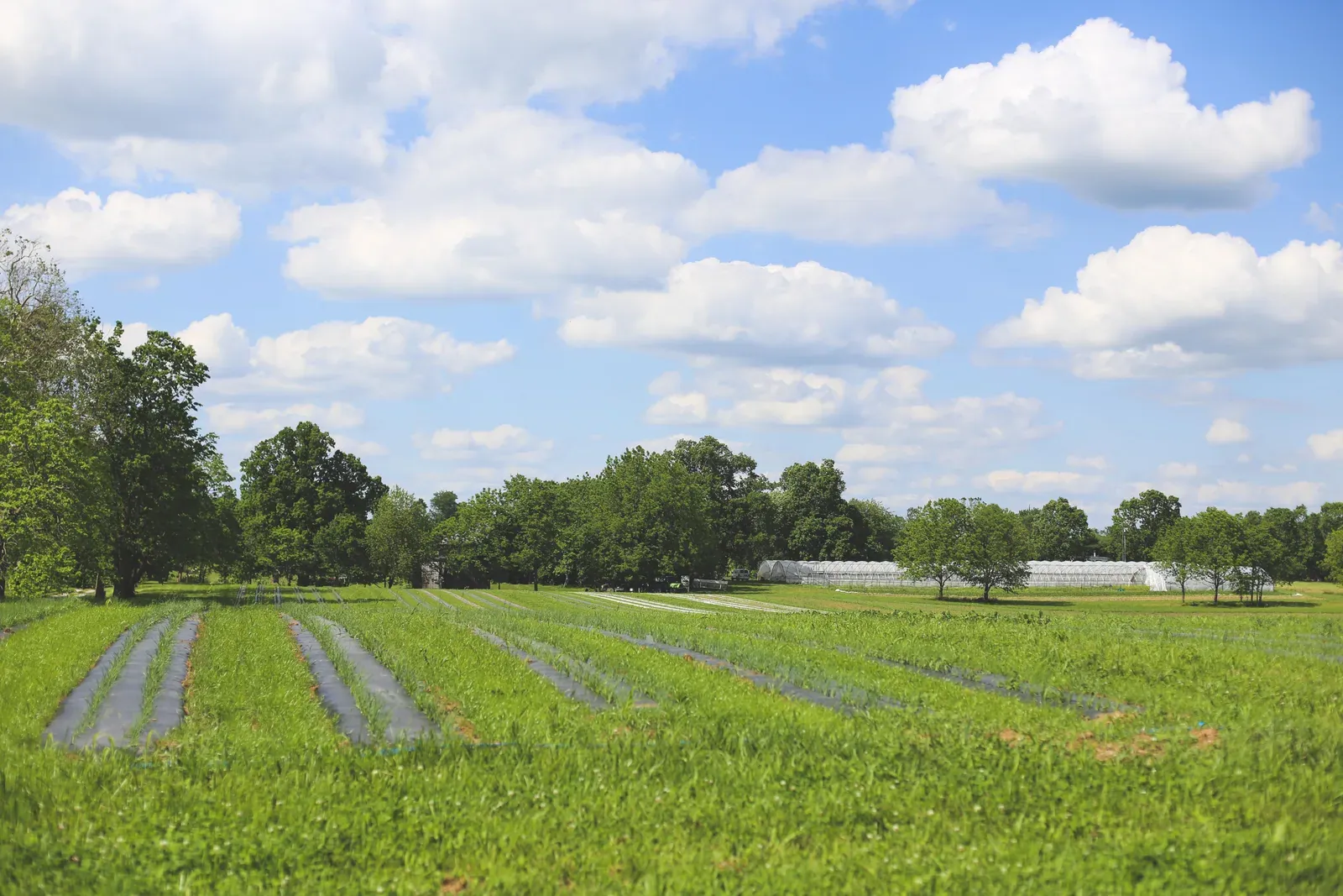 Young vegetable rows in a green field under a cloudy blue sky, with a line of trees and white high tunnels in the background.