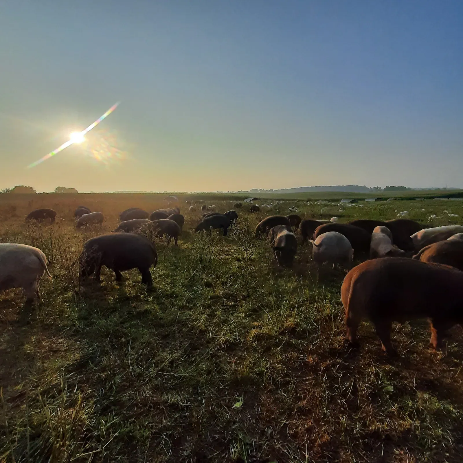 Red, black and pink pigs grazing on open pasture at sunrise, with more pigs and shelters spread across the field behind them.