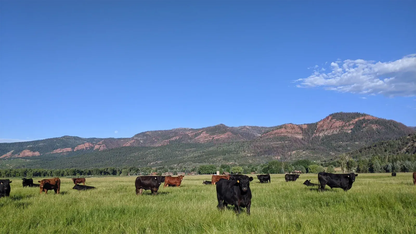 Black and red cattle grazing in tall green grass in the Animas Valley, with red-rock cliffs and forested mountains under a blue sky.