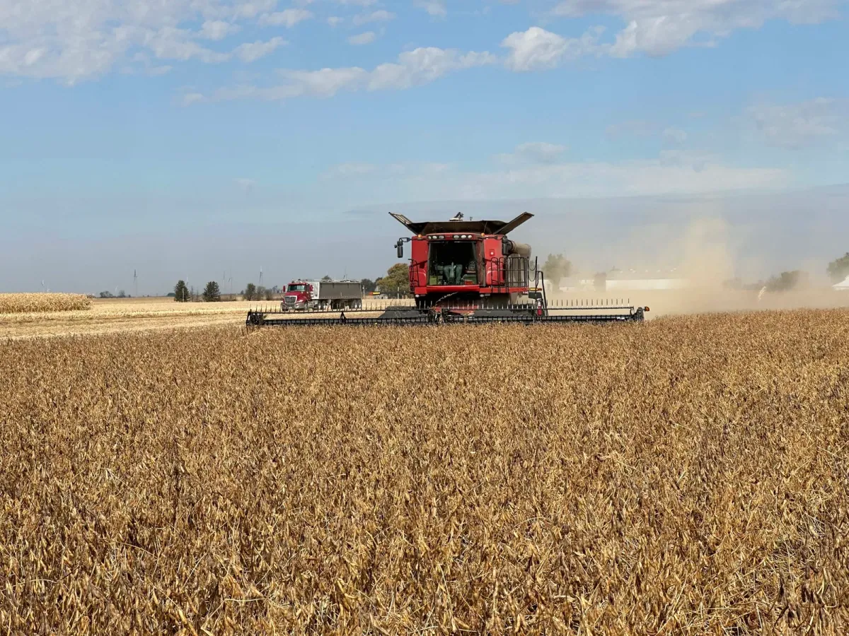 A red combine harvests a field of ripe organic soybeans at Janie's Farm while a grain truck waits behind it under a blue sky