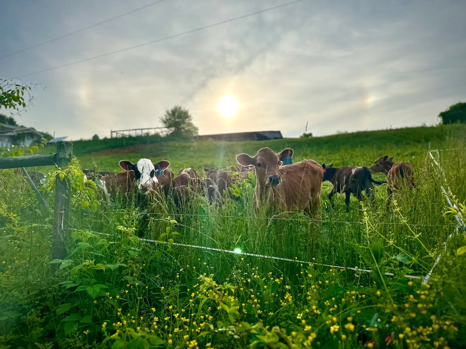 Young brown and black-and-white cattle stand behind a white electric fence in tall pasture with yellow wildflowers, the sun low over a grassy hill.