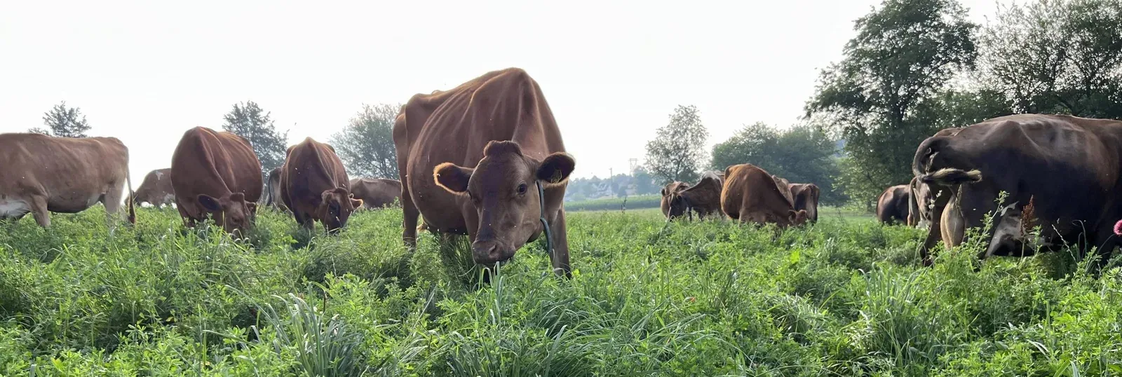 A herd of brown dairy cows grazing a dense, knee-high pasture of grasses and legumes, one cow looking into the camera.