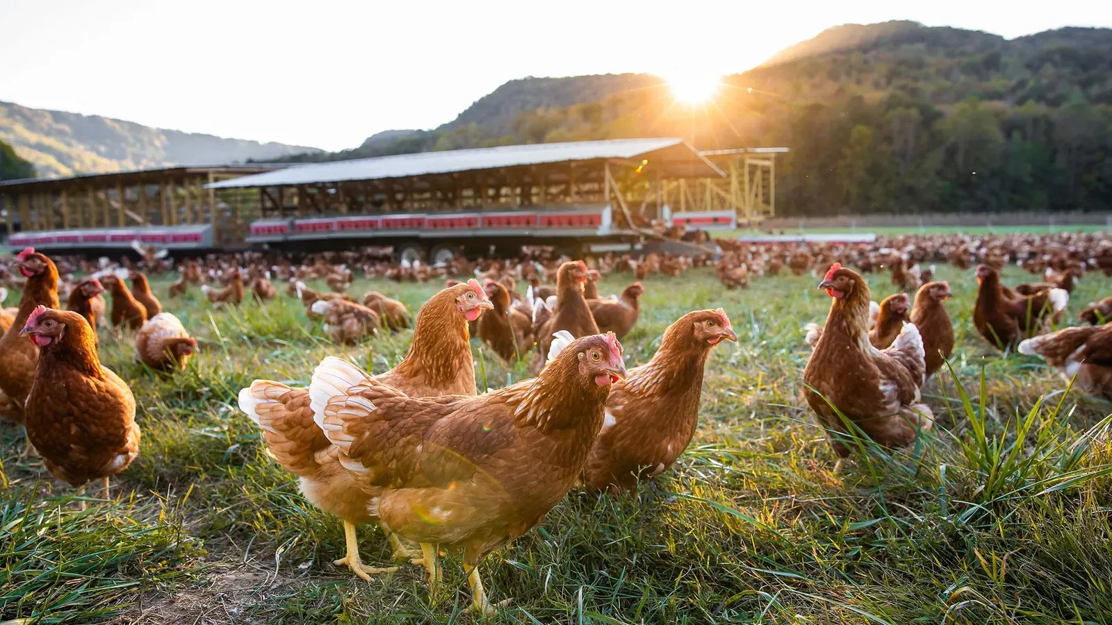 A large flock of brown laying hens on green pasture in low sun, an open-air coop and wooded mountains behind them.