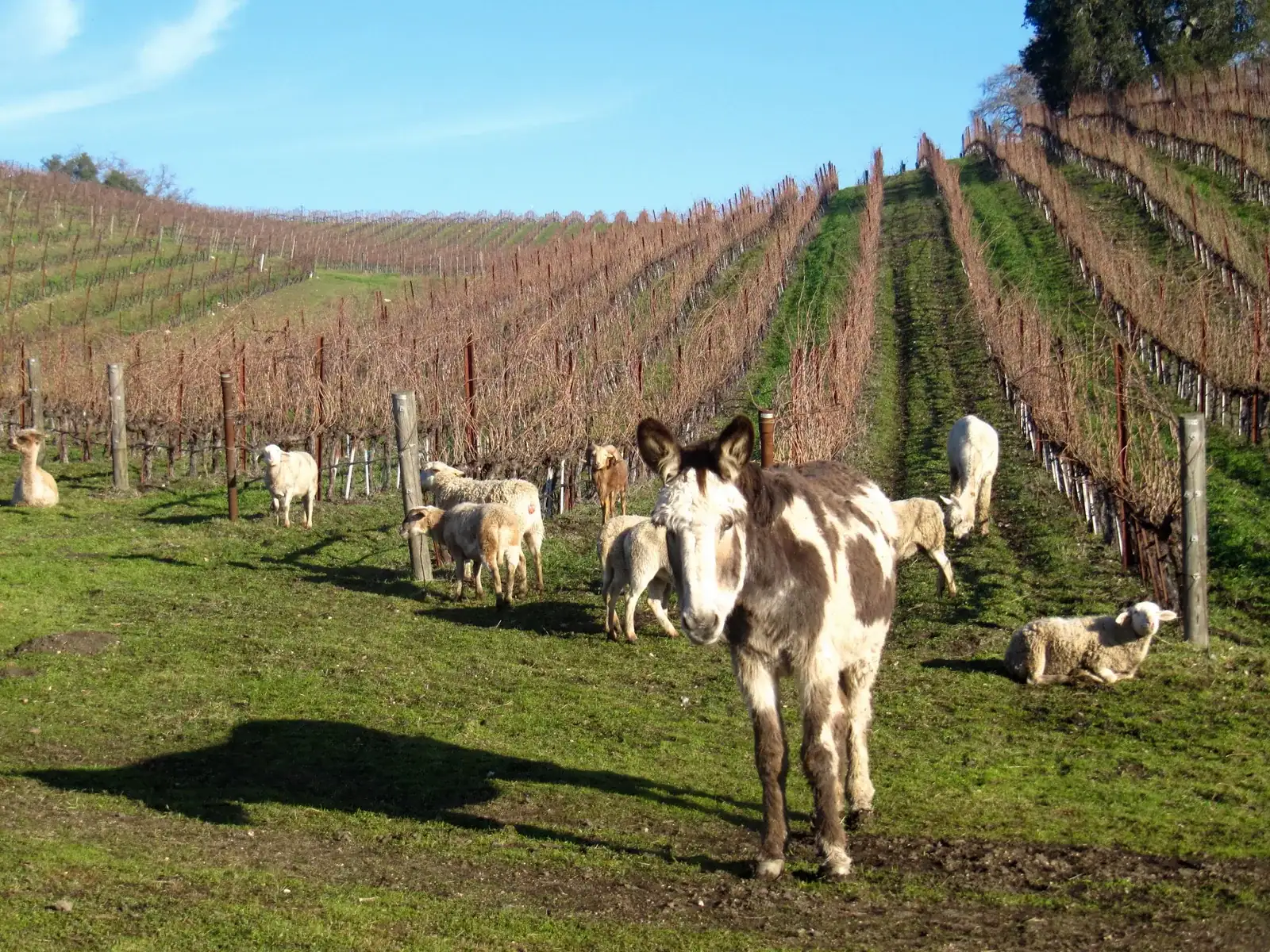 A spotted donkey, sheep and an alpaca grazing on green grass between rows of dormant vines on a hillside.