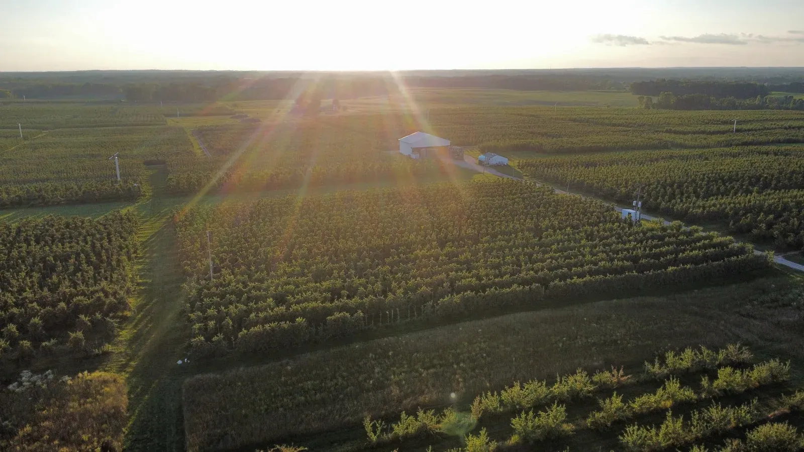 Aerial view of Third Leaf Farm at sunset, with blocks of trellised apple trees, grass alleys and a farm building in the distance