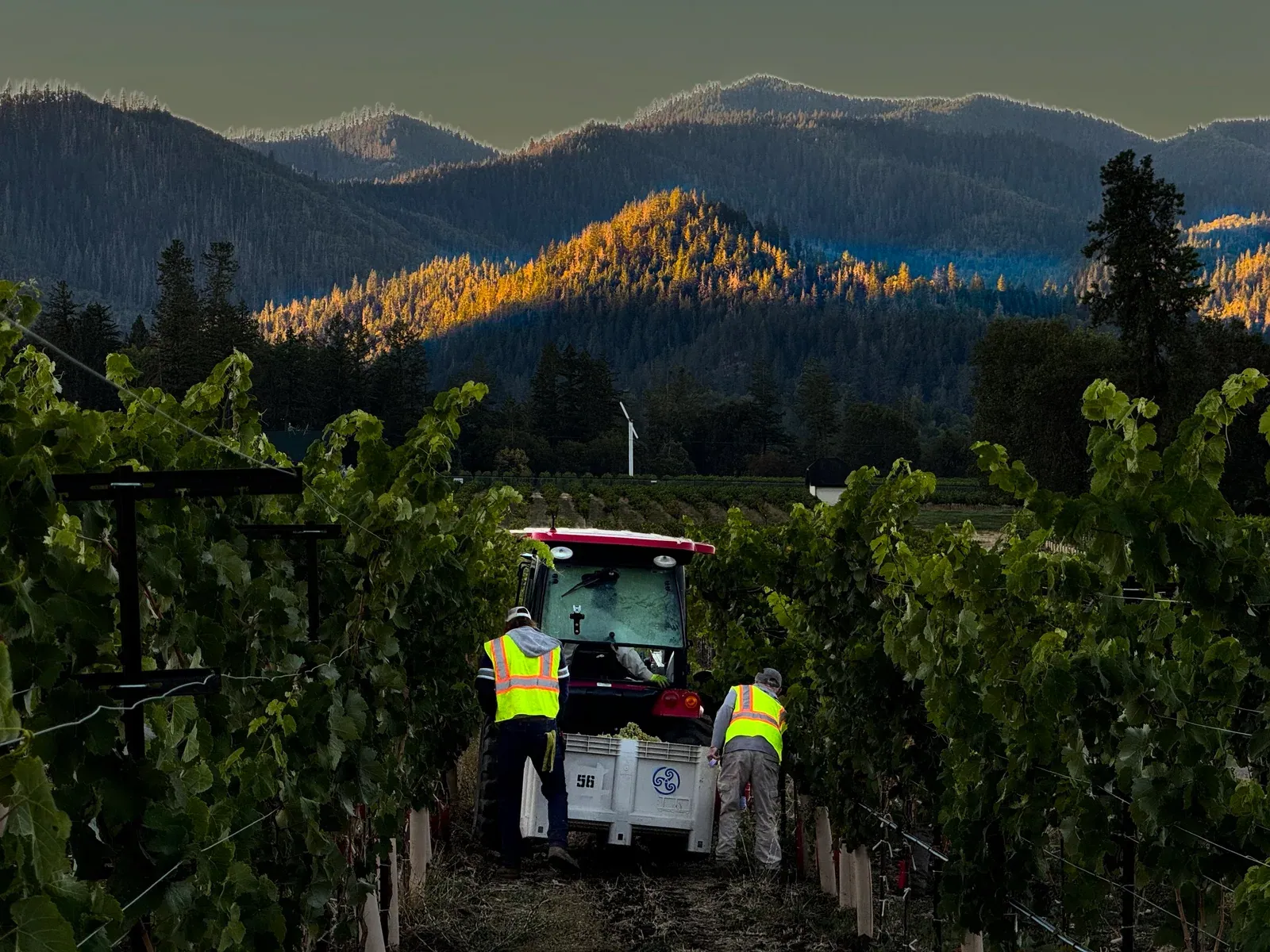 Two harvest workers in high-visibility vests load grapes into a bin behind a tractor between rows of vines, with forested mountains lit by early sun behind them.