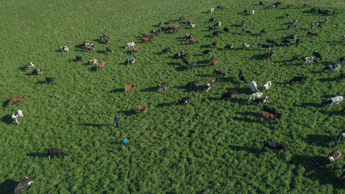 An aerial view of a large herd of brown, black and black-and-white dairy cows spread across a green pasture, with two people walking among them.