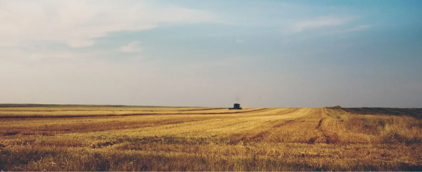 A combine harvesting a wide golden grain field under a pale blue sky on the Montana plains.