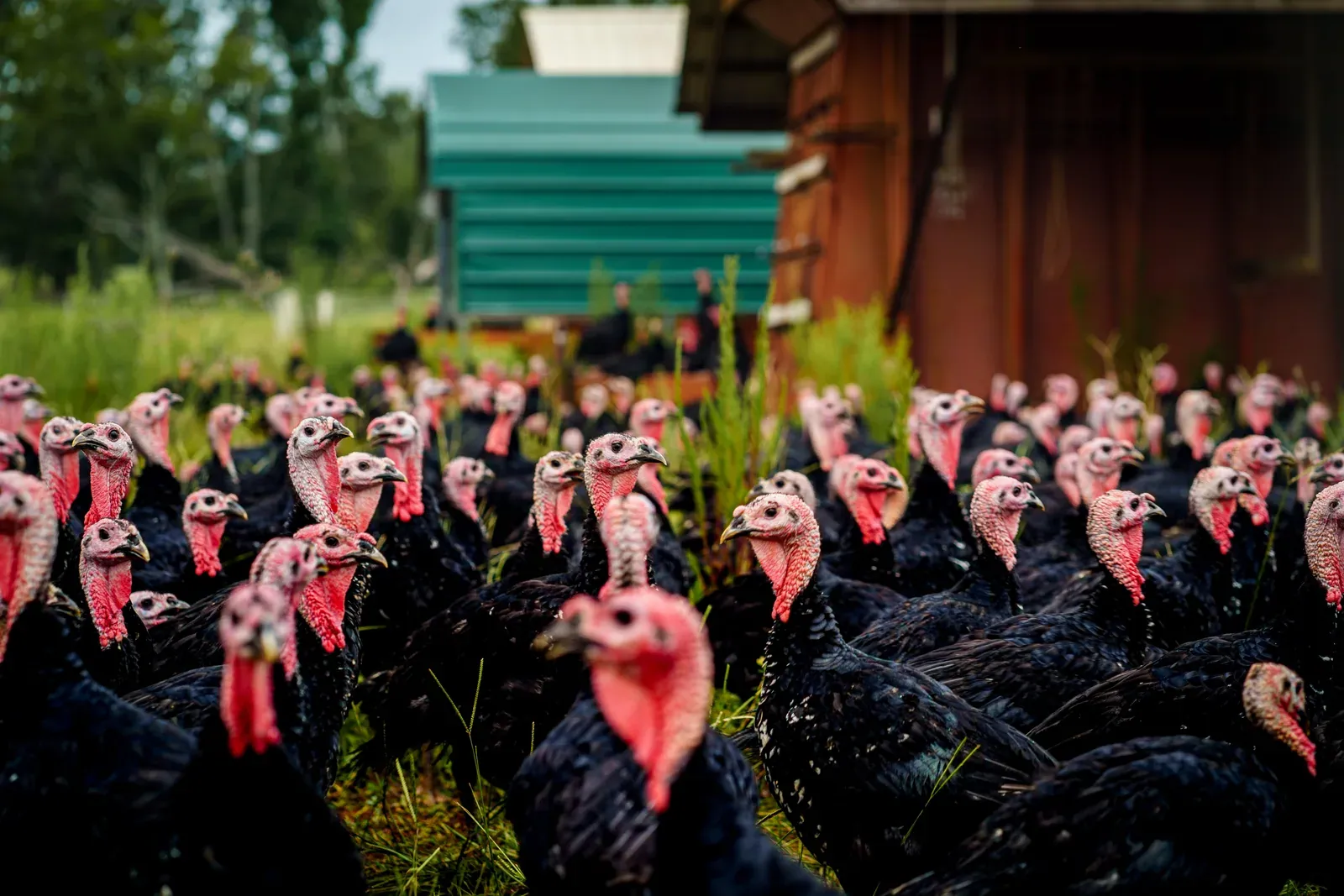 A flock of black turkeys standing in tall grass in front of a green portable shelter and a red wooden barn.