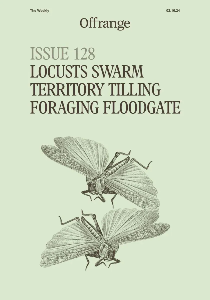 Offrange: Cover of Offrange The Weekly, Issue 128 (16 February 2024): two engraved locusts on pale green under the issue headlines.