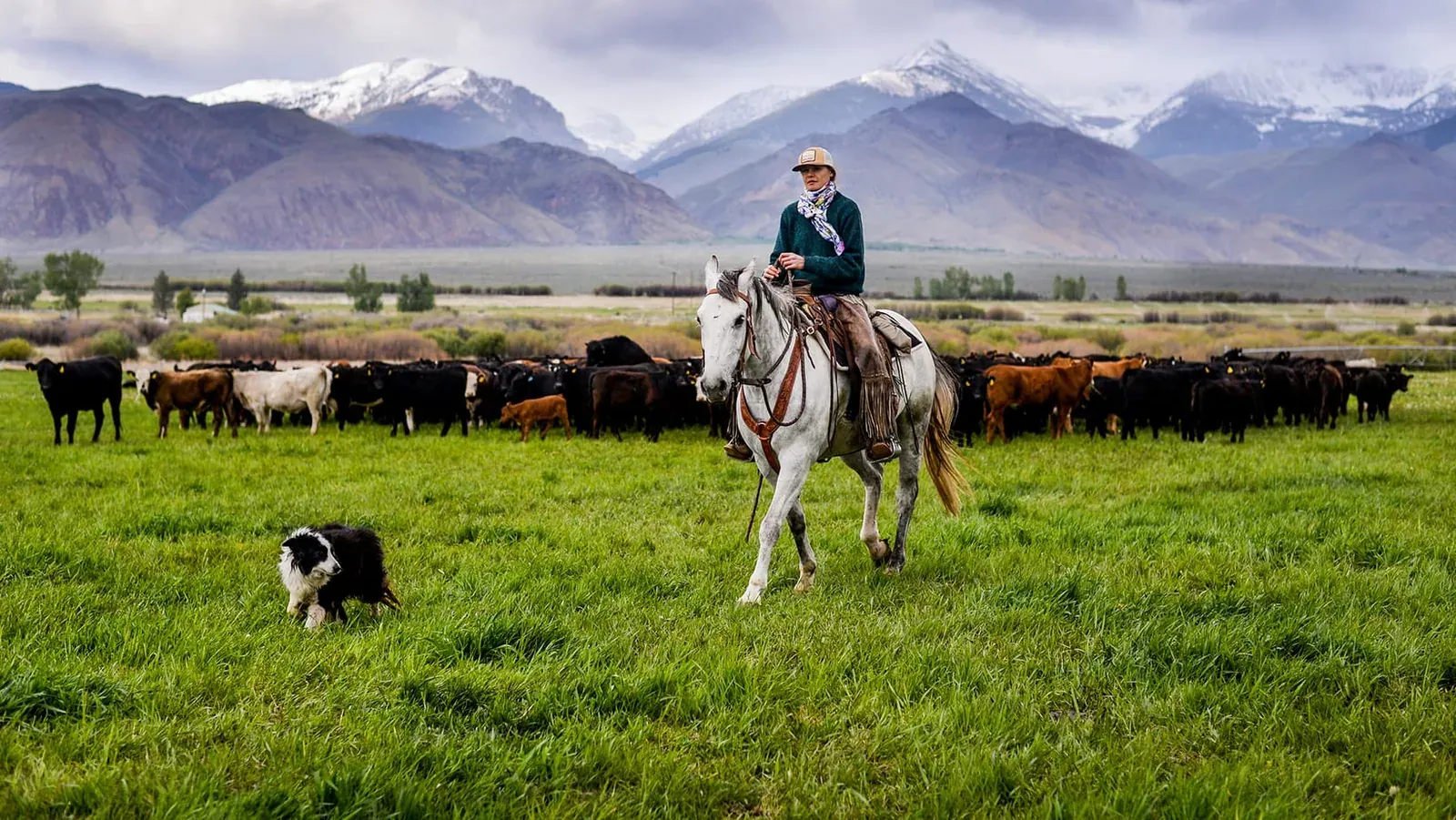 Alderspring Ranch: A rider on a white horse and a herding dog moving cattle across a green meadow below snow-capped mountains.