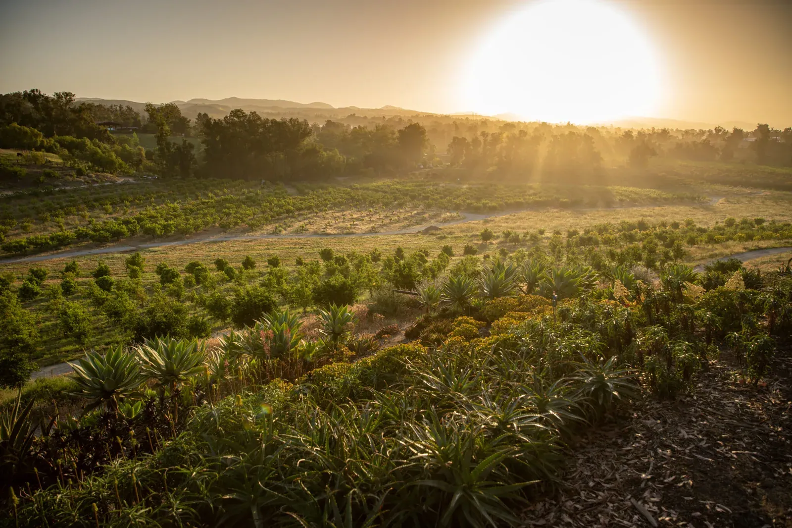 Apricot Lane Farms: Sunrise over the farm's orchards and planted hillsides.