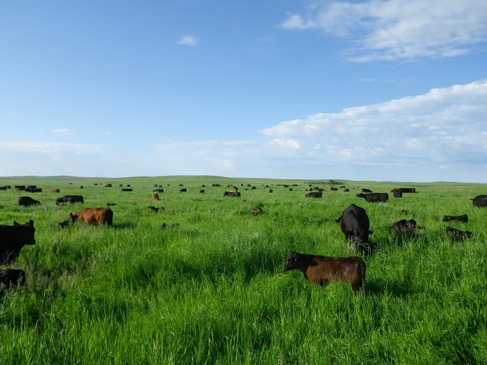 Cattle grazing tall green pasture on the open North Dakota prairie at Brown's Ranch under a blue sky.