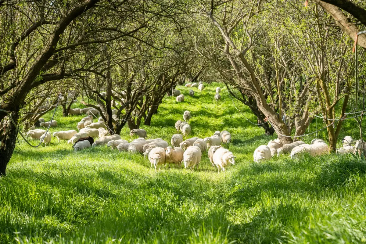 Burroughs Family Farms: A flock of sheep grazing on green cover crop between rows of almond trees.