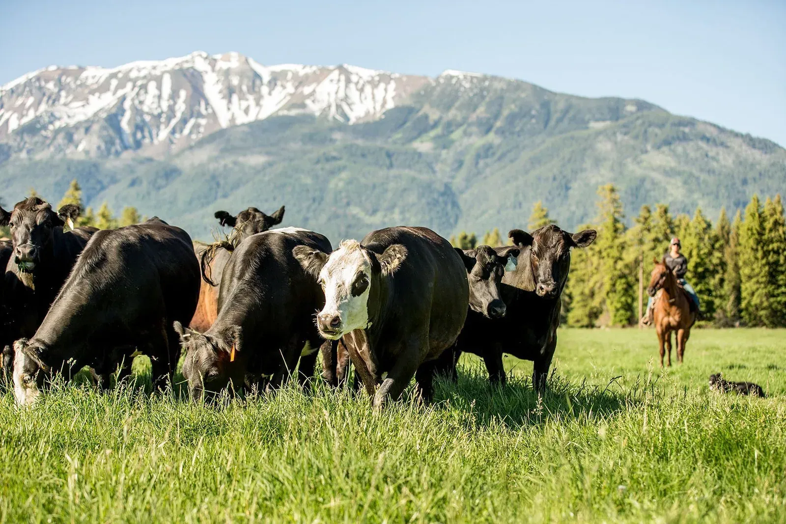 Carman Ranch: Cattle grazing on a green pasture with a rider on horseback behind them and snow-capped mountains in the distance.