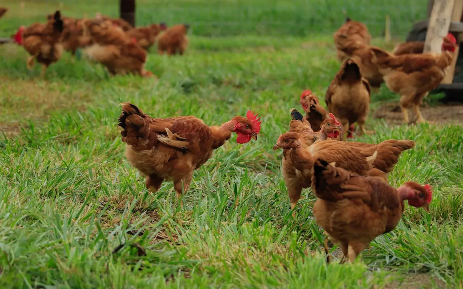 Joyce Farms: Red-feathered Poulet Rouge heritage chickens foraging on green pasture.