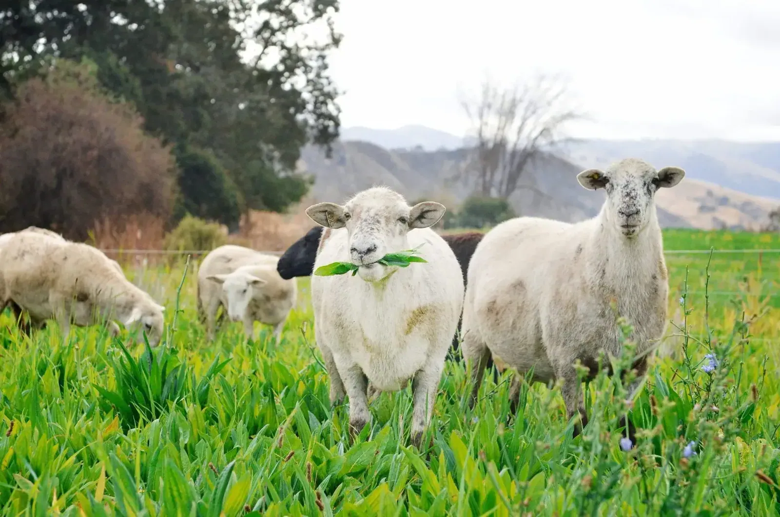 Paicines Ranch: Sheep grazing in lush green forage, one chewing a mouthful, with hills and oaks behind.