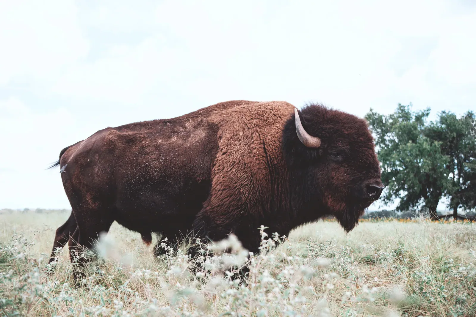 Roam Ranch: A bison bull walking through dry grassland at the ranch, with oak trees in the background.