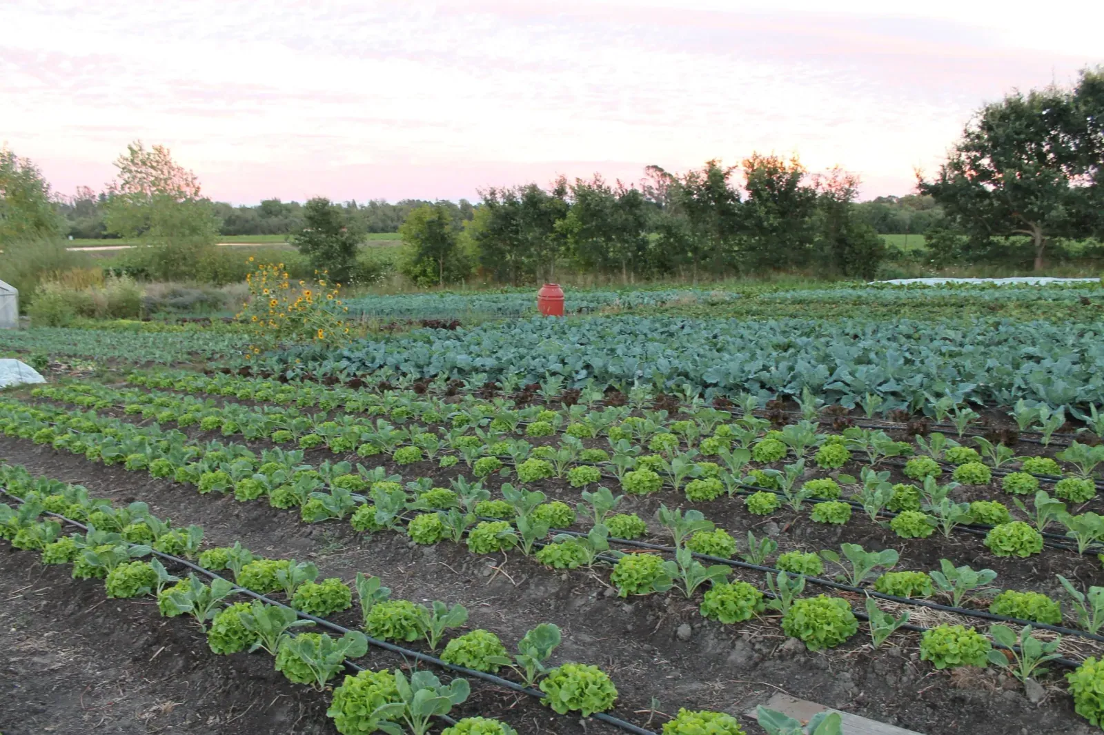 Singing Frogs Farm: Densely planted rows of lettuce and brassicas in the farm's no-till beds under a pink morning sky.
