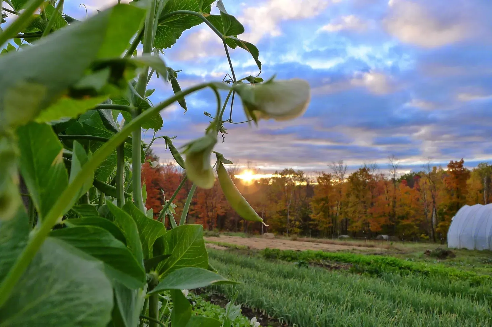Soul Fire Farm: Pea plants in the foreground with vegetable fields, a hoop house and autumn woods at sunset behind.