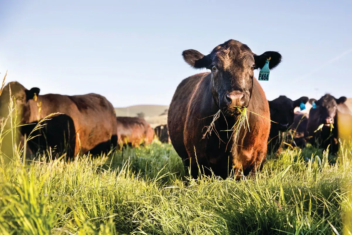 Stemple Creek Ranch: A black cow chewing grass in a sunlit pasture, with more of the herd behind it.