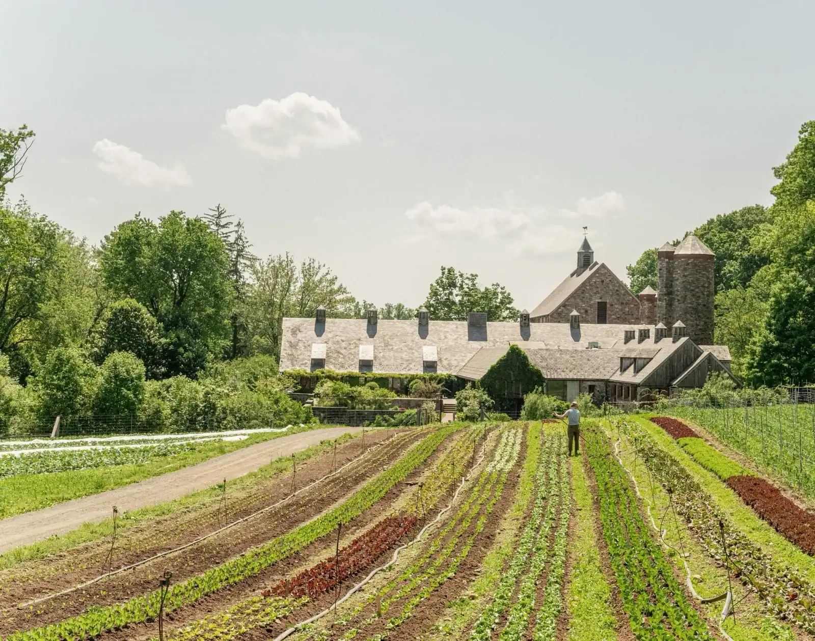 Stone Barns Center for Food & Agriculture: Rows of vegetable crops in the field leading up to the historic stone barns.
