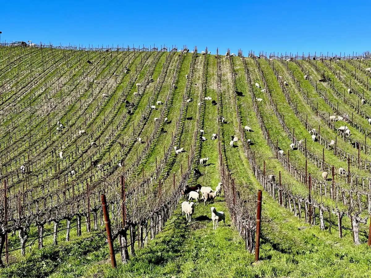 Tablas Creek Vineyard: The Tablas Creek sheep flock grazing between rows of dormant head-trained vines on a green hillside.