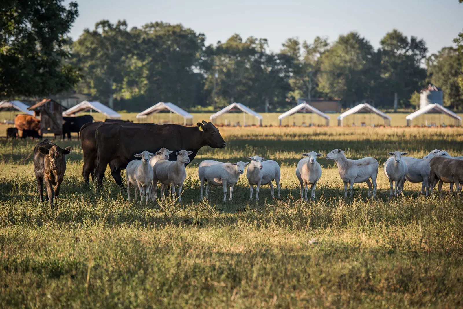 White Oak Pastures: Cattle and sheep grazing together on a sunlit pasture with mobile poultry shelters behind them.