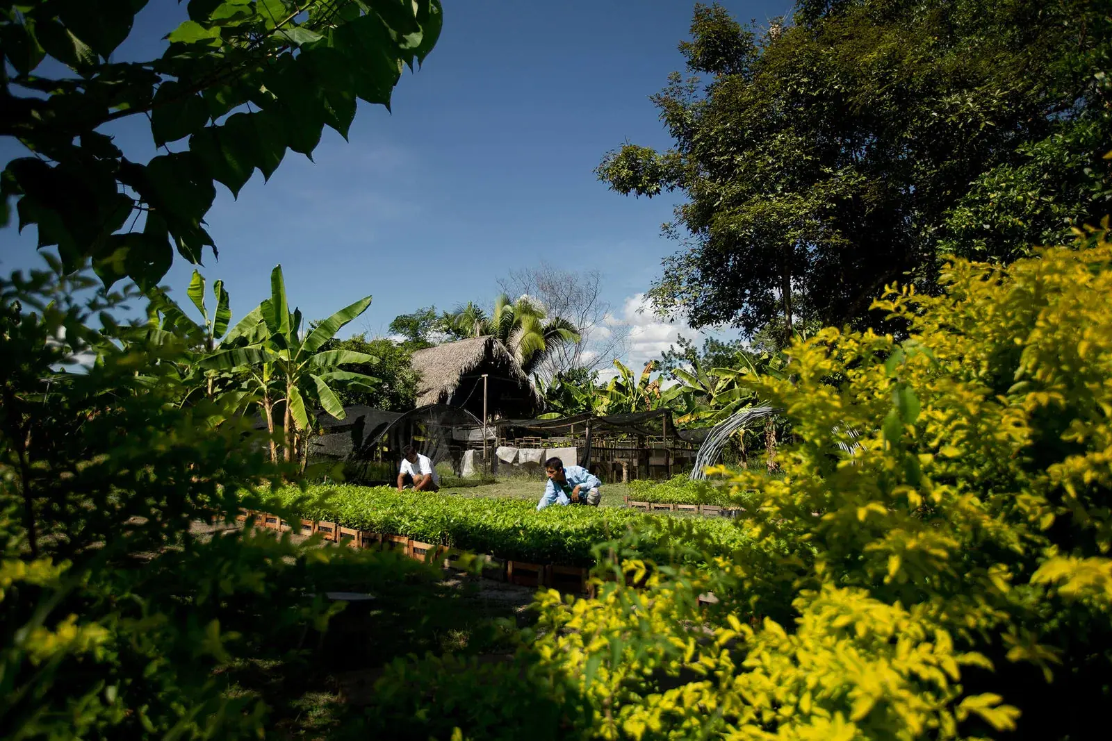 Alter Eco: Two workers tending seedling beds in a tropical tree nursery beside a thatched hut, framed by banana plants, illustrating the Alter Eco Foundation's agroforestry work.