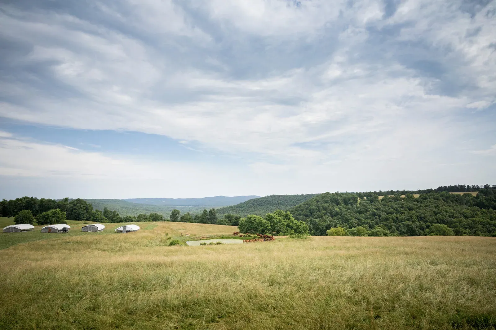 Grass Roots Farmers' Cooperative: Wide view of a member farm's open pasture with mobile poultry shelters and cattle beneath forested Ozark hills.
