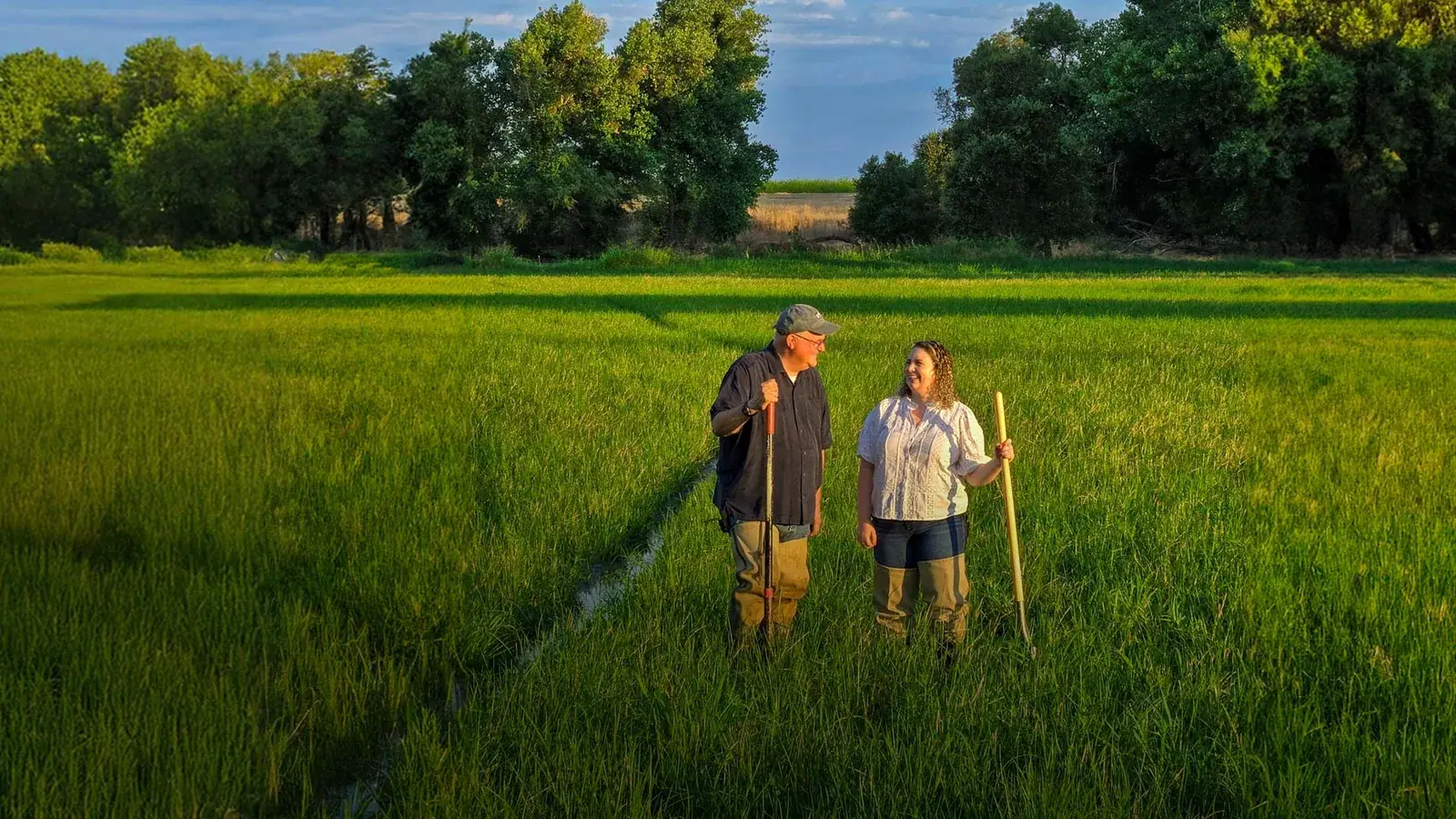 Lundberg Family Farms: Two Lundberg farmers with shovels standing and talking in a green flooded rice field in evening light.