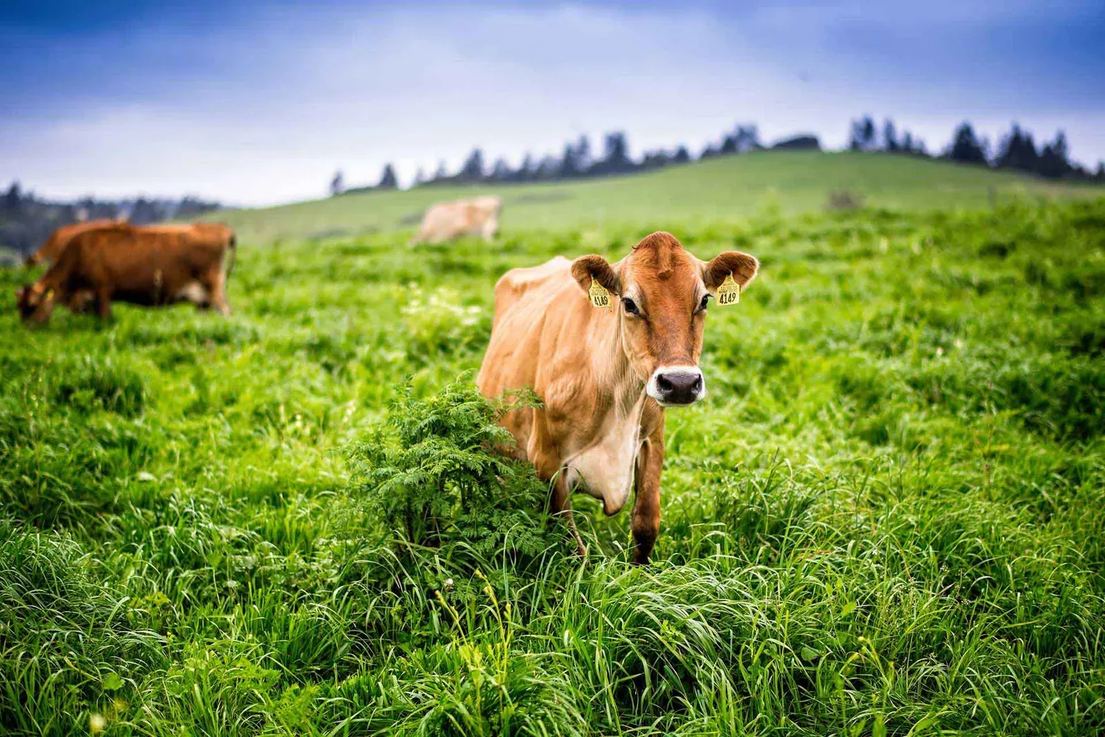 Straus Family Creamery: A tagged Jersey cow standing in lush green pasture with other cows grazing on a Straus organic dairy farm.