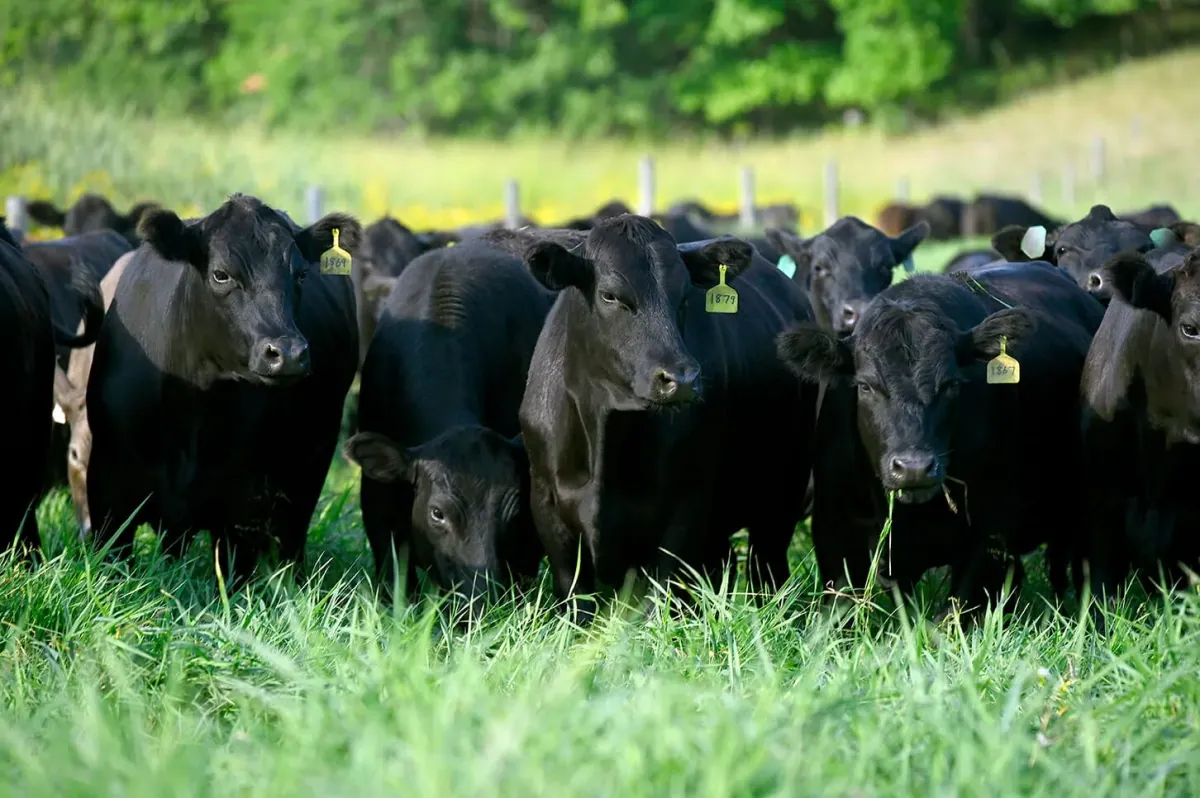 Thousand Hills Lifetime Grazed: A herd of ear-tagged black Angus cattle grazing in tall green pasture grass.