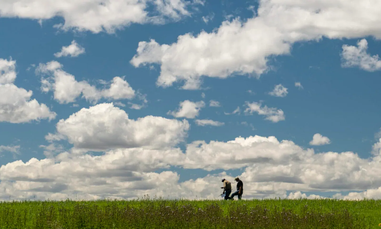 Timeless Natural Food: Two farmers walking across a green Montana crop field under a wide blue sky full of cumulus clouds.