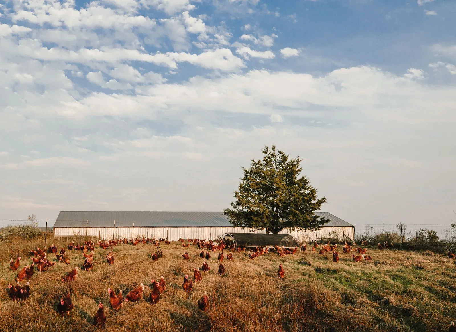Vital Farms: Flock of brown hens ranging on open pasture in front of a hen barn and a lone tree on a Vital Farms partner farm.