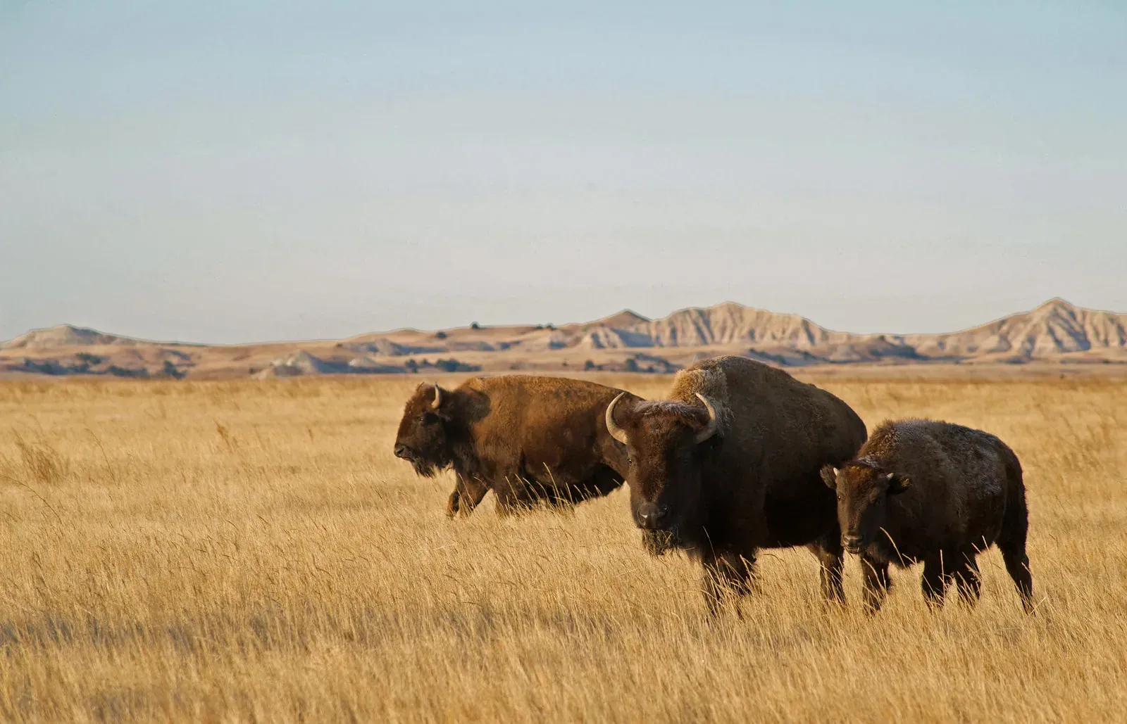 Wild Idea Buffalo Company: A buffalo family of three walking through golden prairie grass with South Dakota badlands buttes in the background.