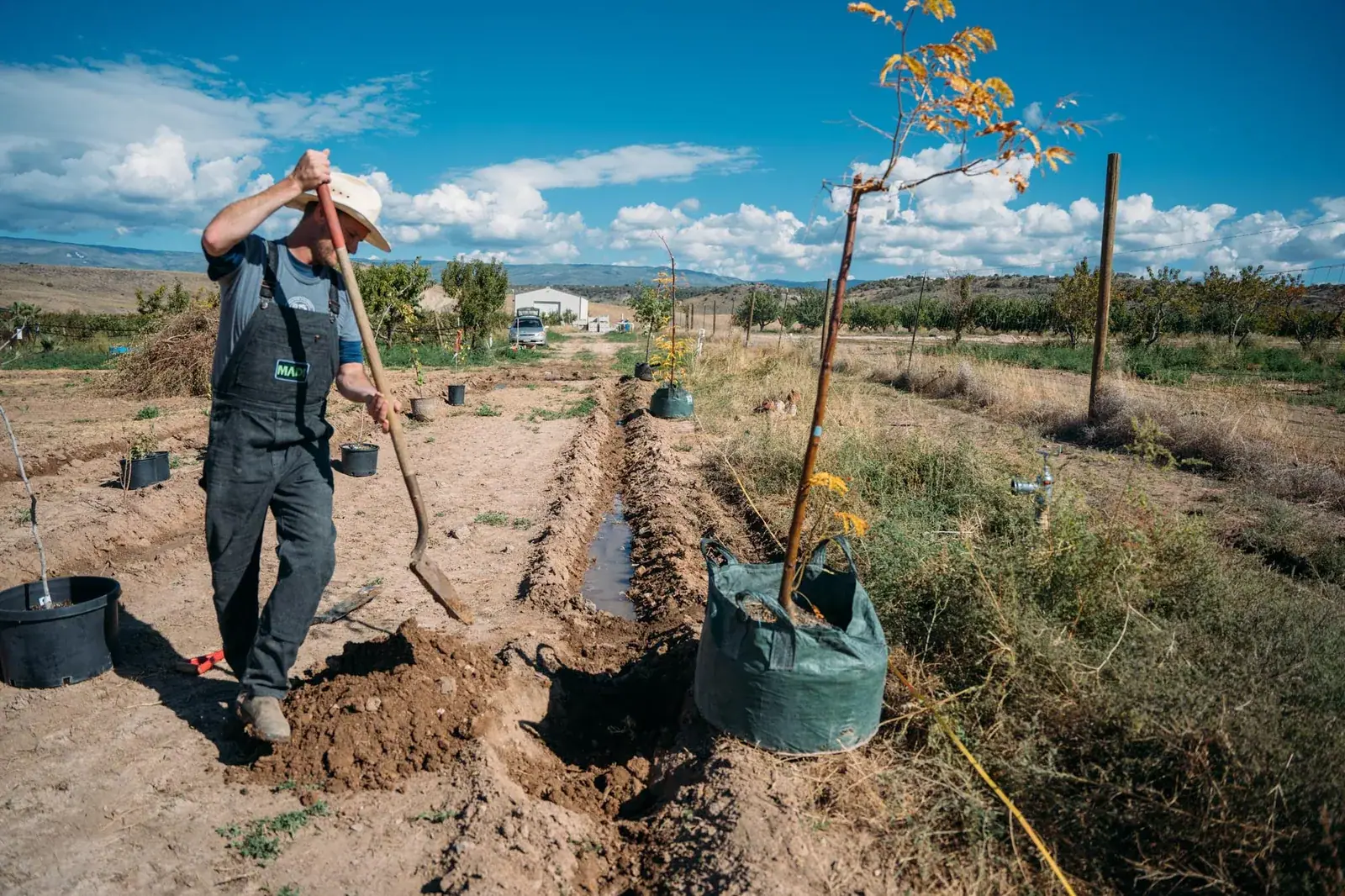 Mad Agriculture: A farmer digging planting holes and setting out young fruit trees in a row on a Colorado partner farm under a blue sky.
