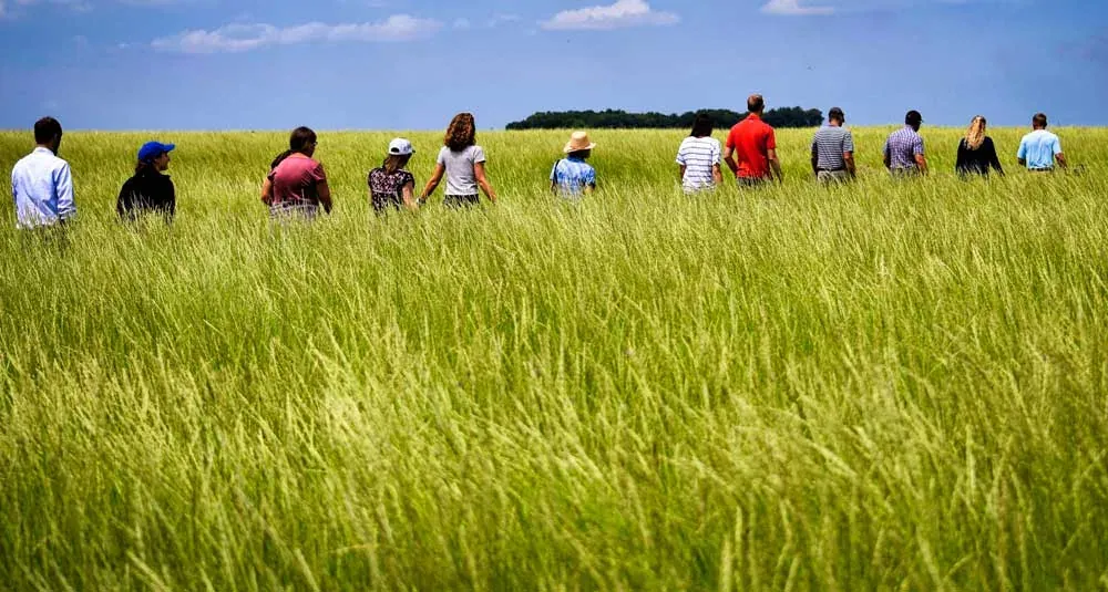 Marbleseed: Field day attendees walk in a line through a tall green field of Kernza perennial grain.