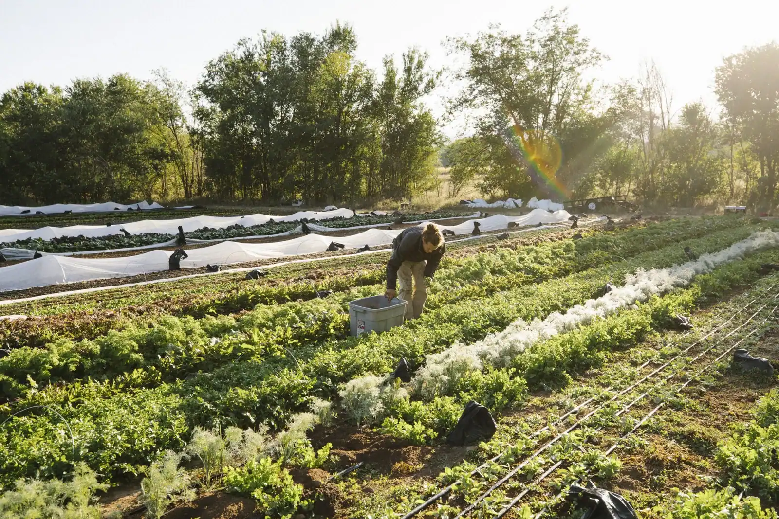 National Young Farmers Coalition: Young farmers bend over long beds of greens and herbs on a diversified vegetable farm, harvesting into crates beside row cover.