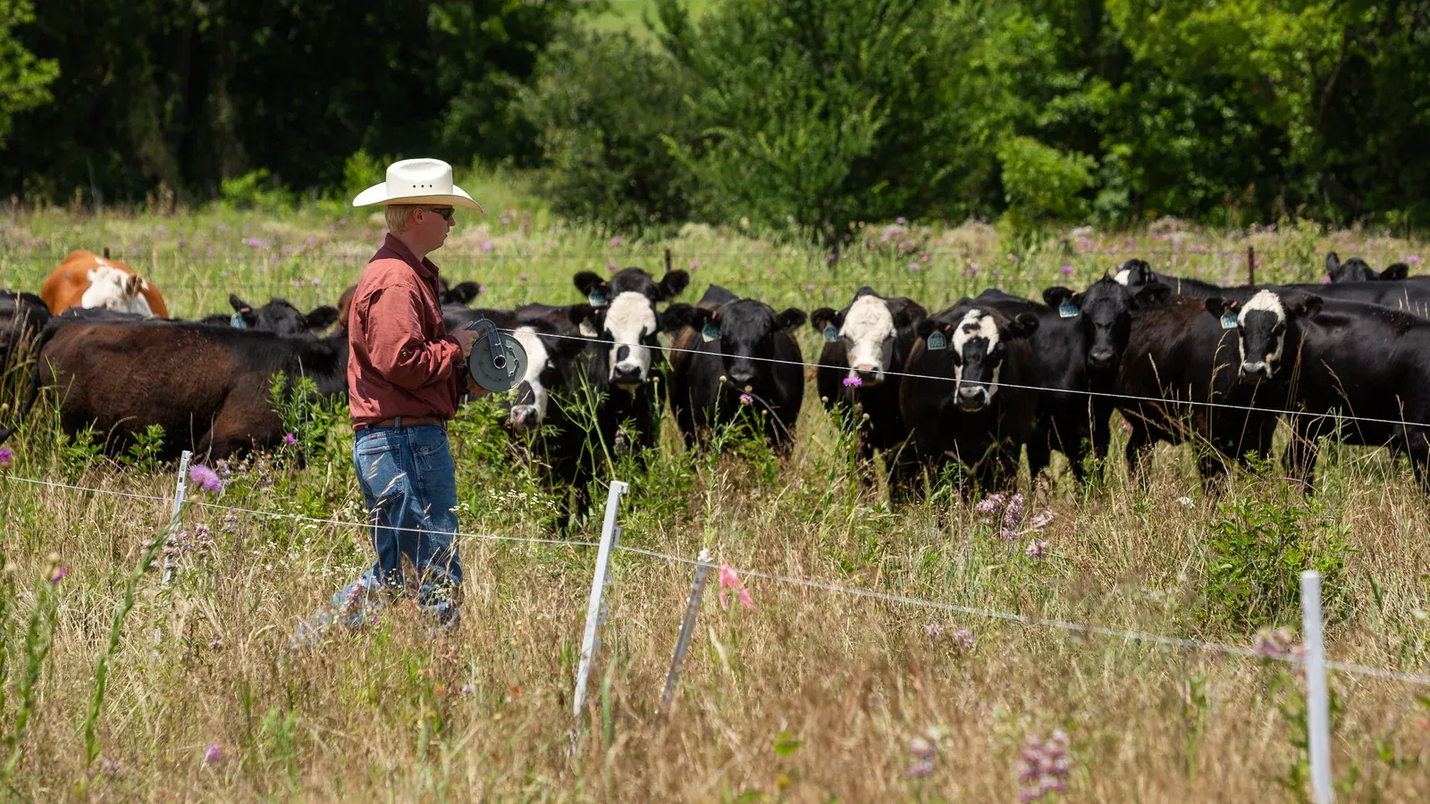 Noble Research Institute: A rancher in a cowboy hat moves a polywire temporary fence beside a herd of black and white-faced cattle on a diverse pasture.