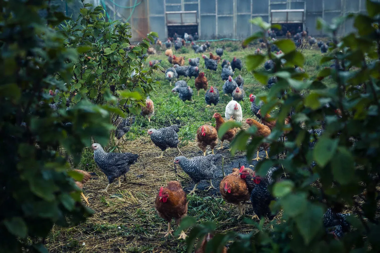 Regenerative Agriculture Alliance: A flock of mixed-breed chickens ranges among young trees and shrubs outside a poultry house in a Tree-Range system.