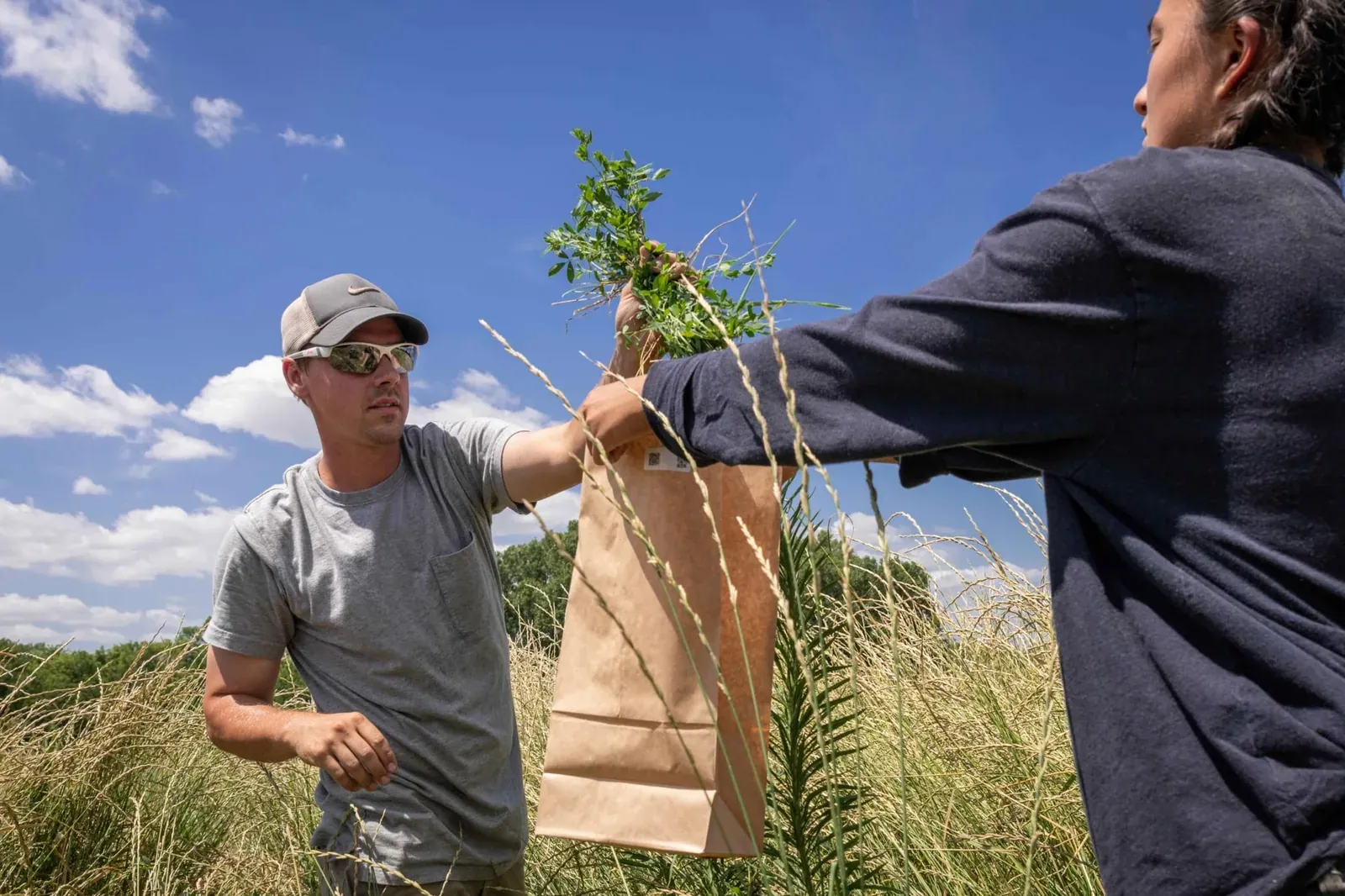The Land Institute: Land Institute researcher Spencer Barriball bags a hand-harvested alfalfa plant from a perennial intercrop research plot (per the site's alt text).