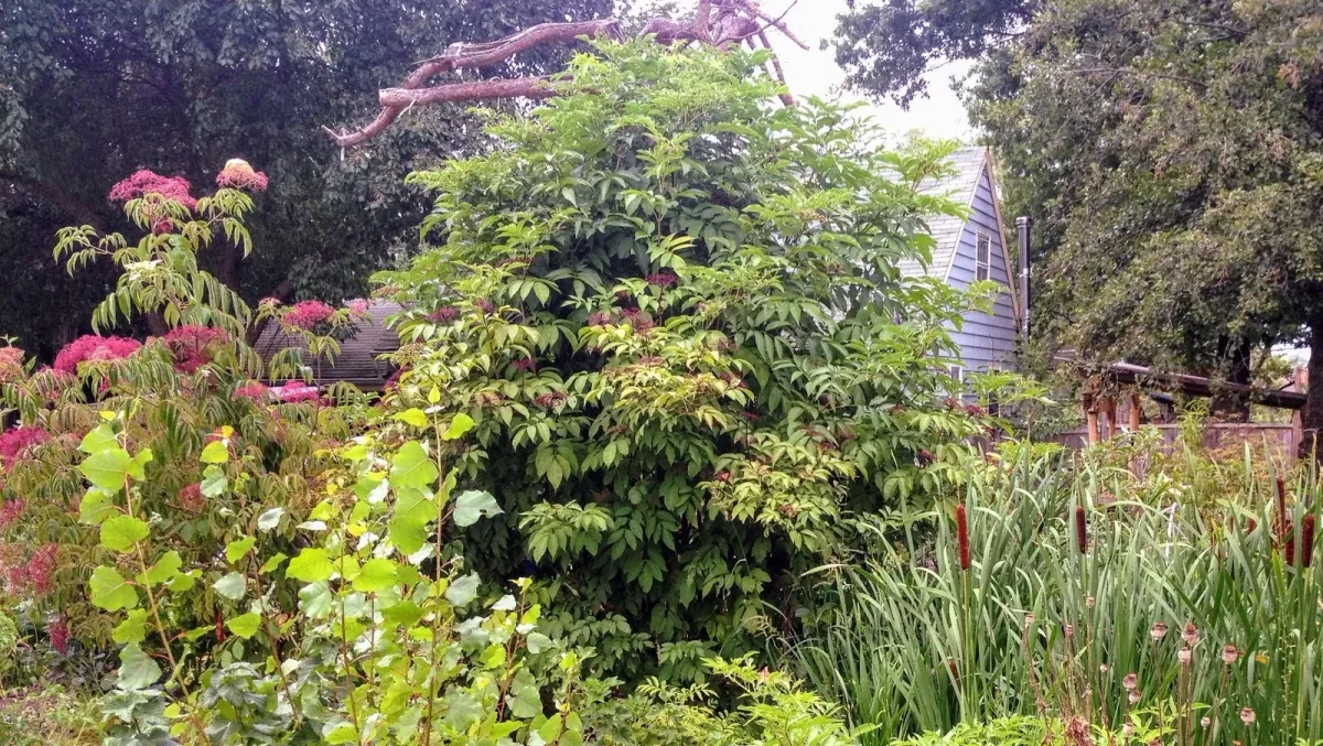 Edible Acres: Official channel banner: a dense perennial planting with a fruiting elderberry, flowering shrubs and cattails in front of a blue house.